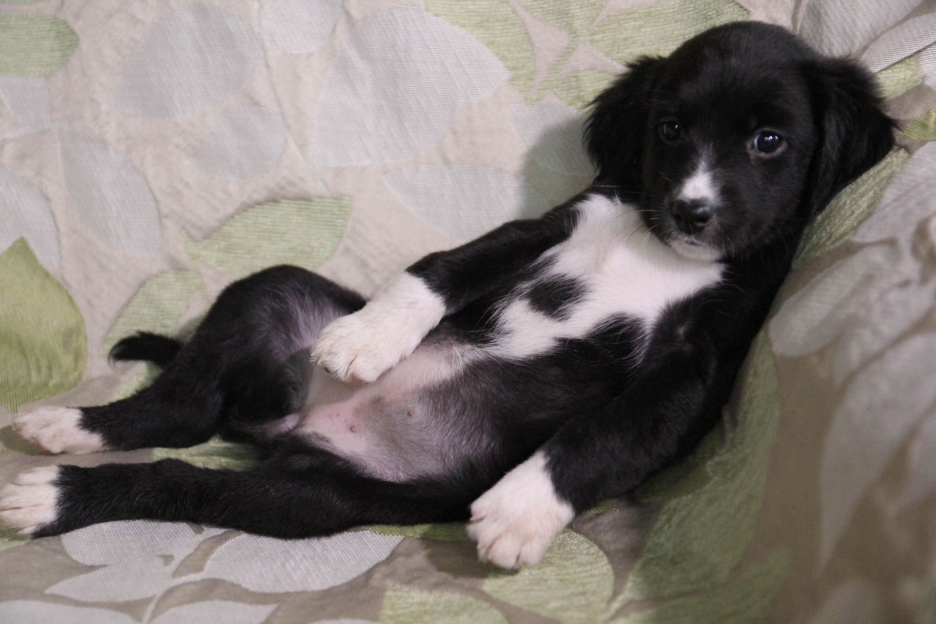 Наймиліше щастя на чотирьох лапках