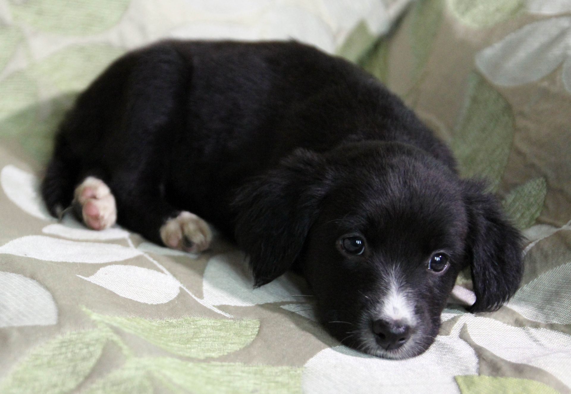 Наймиліше щастя на чотирьох лапках