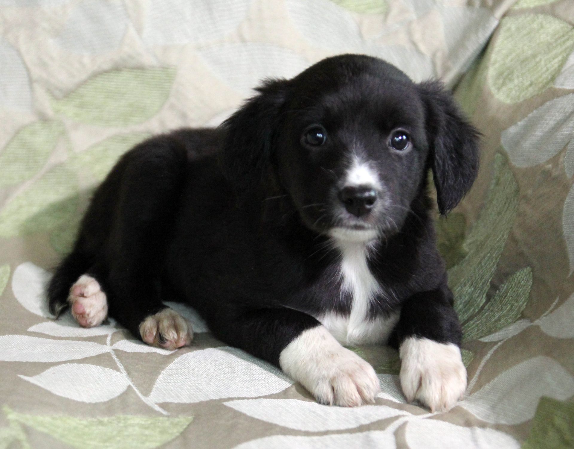 Наймиліше щастя на чотирьох лапках