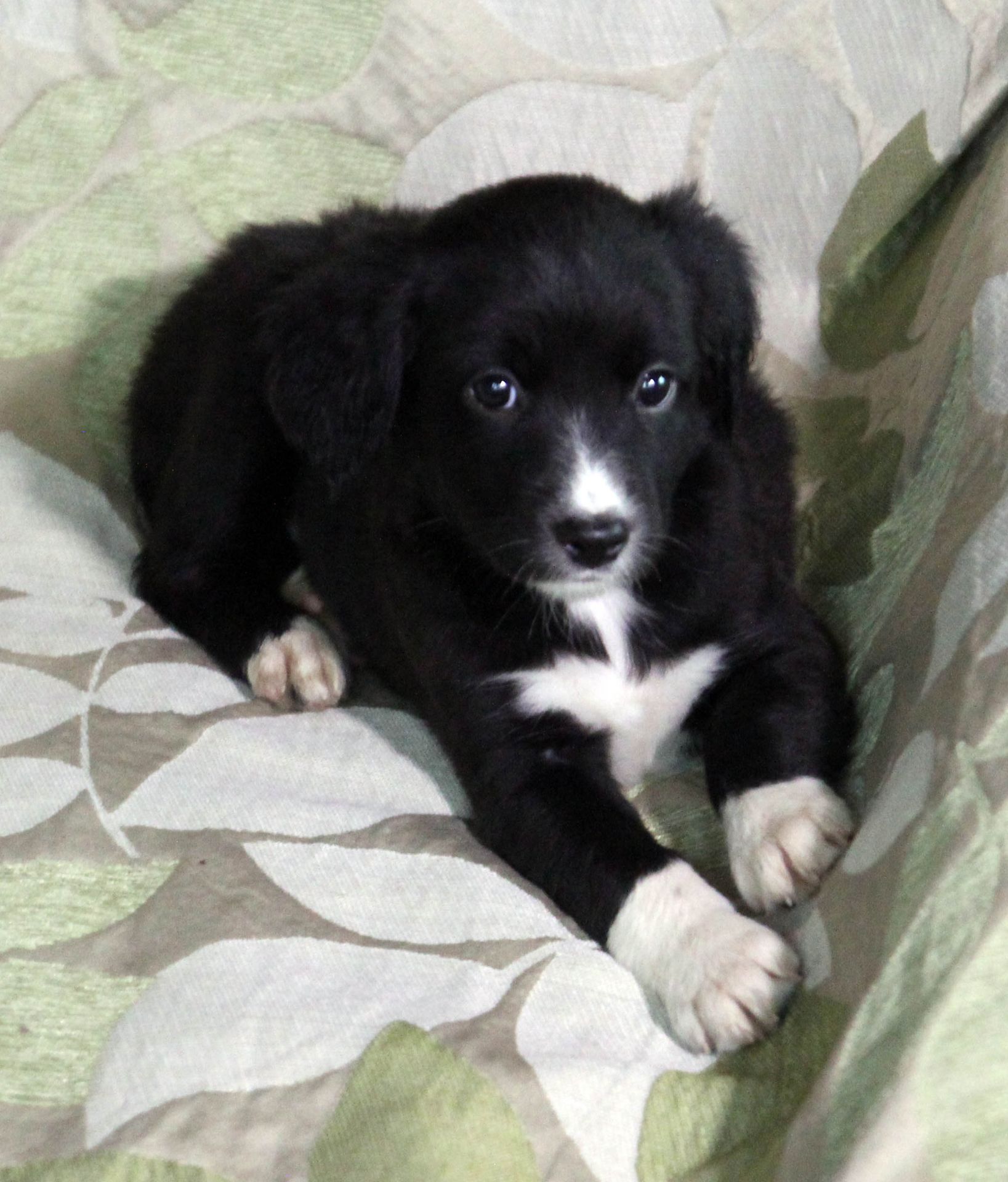 Наймиліше щастя на чотирьох лапках