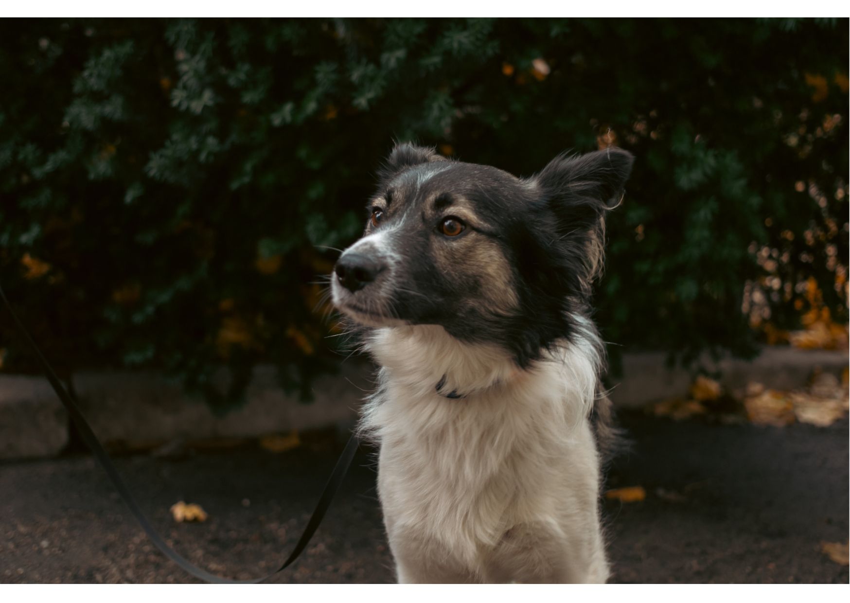 Унікальний хвостик Бім шукає родину!