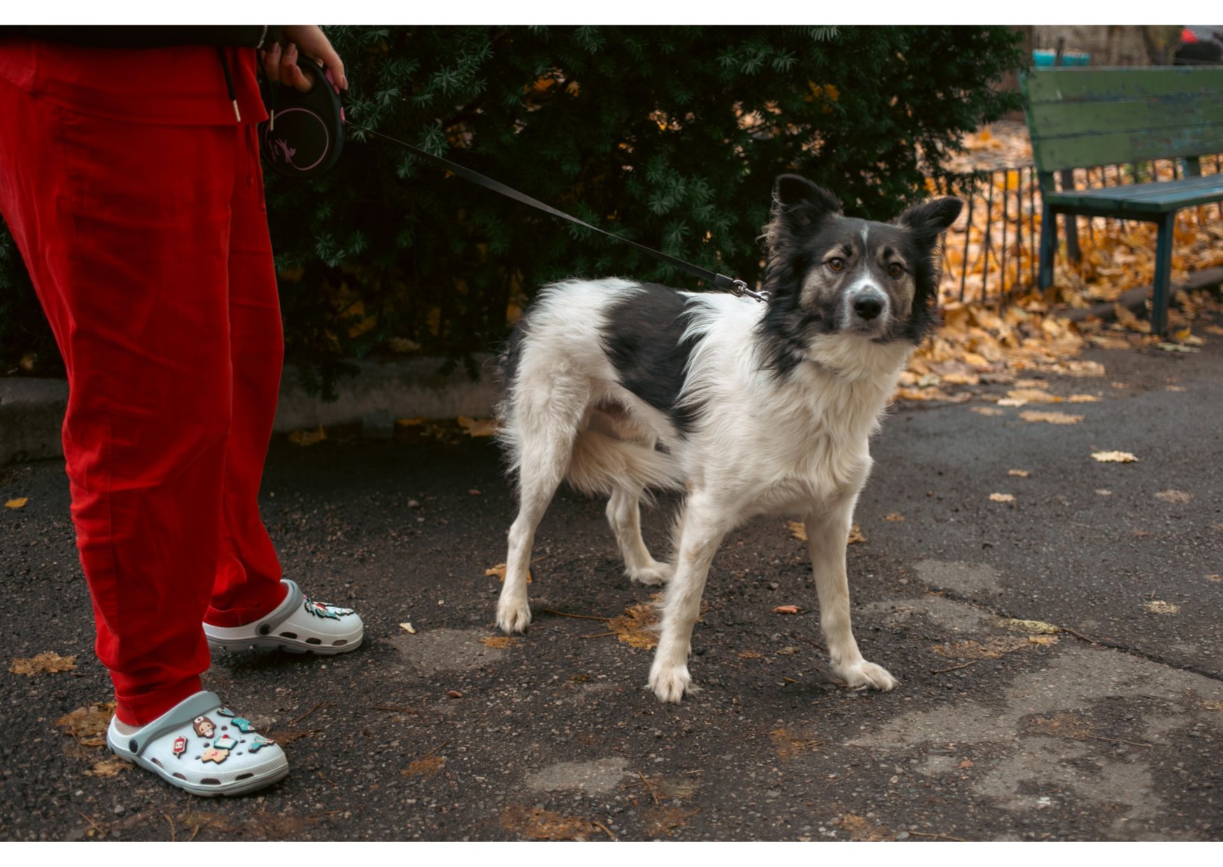 Унікальний хвостик Бім шукає родину!