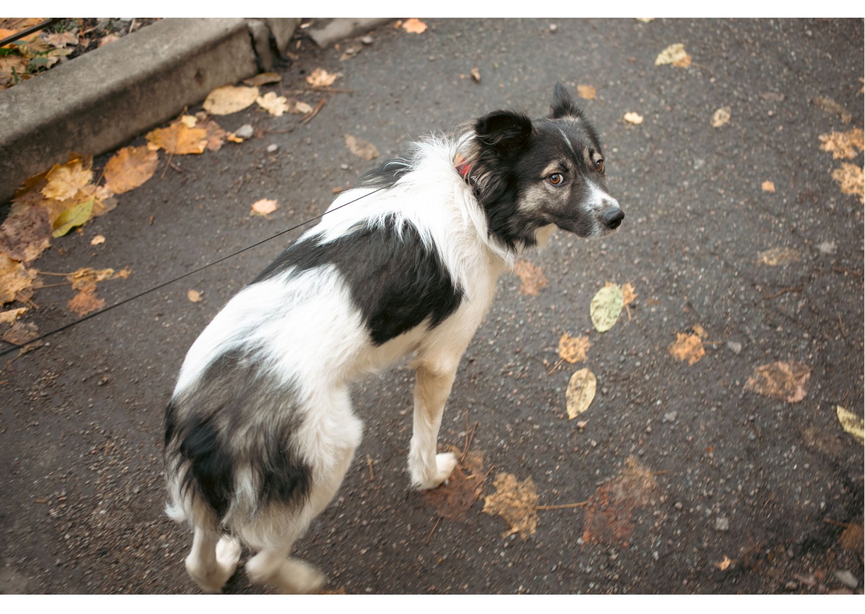 Унікальний хвостик Бім шукає родину!