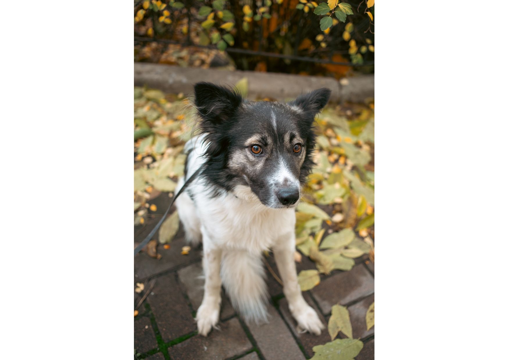 Унікальний хвостик Бім шукає родину!