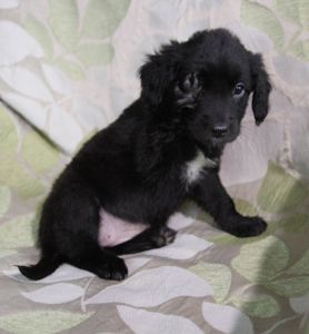 Чарівна метисики із кучерявими вушками