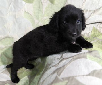 Чарівна метисики із кучерявими вушками