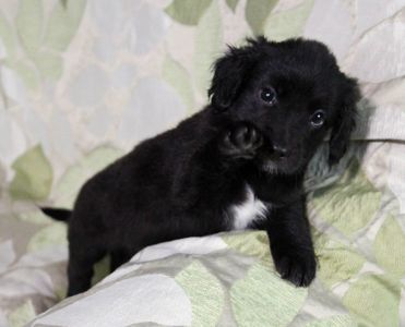 Чарівна метисики із кучерявими вушками