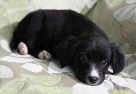 Наймиліше щастя на чотирьох лапках