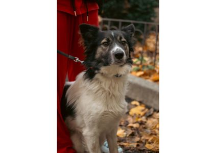 Унікальний хвостик Бім шукає родину!