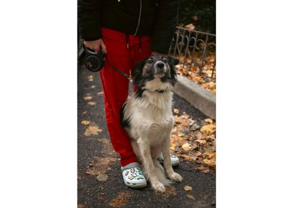 Унікальний хвостик Бім шукає родину!