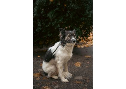 Унікальний хвостик Бім шукає родину!