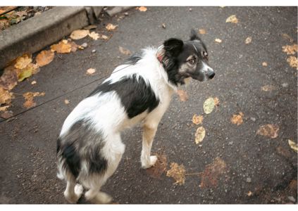 Унікальний хвостик Бім шукає родину!