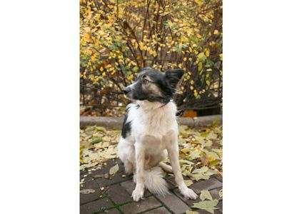 Унікальний хвостик Бім шукає родину!