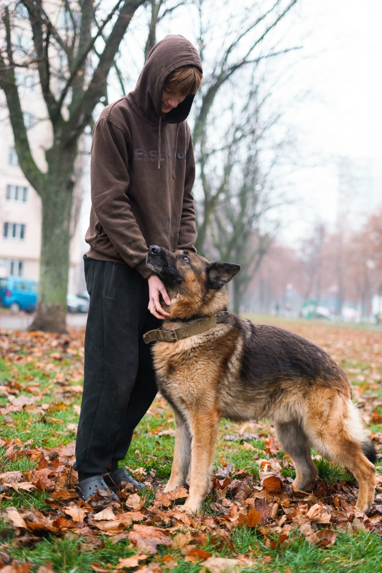 Вівчарик Арчі мріє про нову родину!