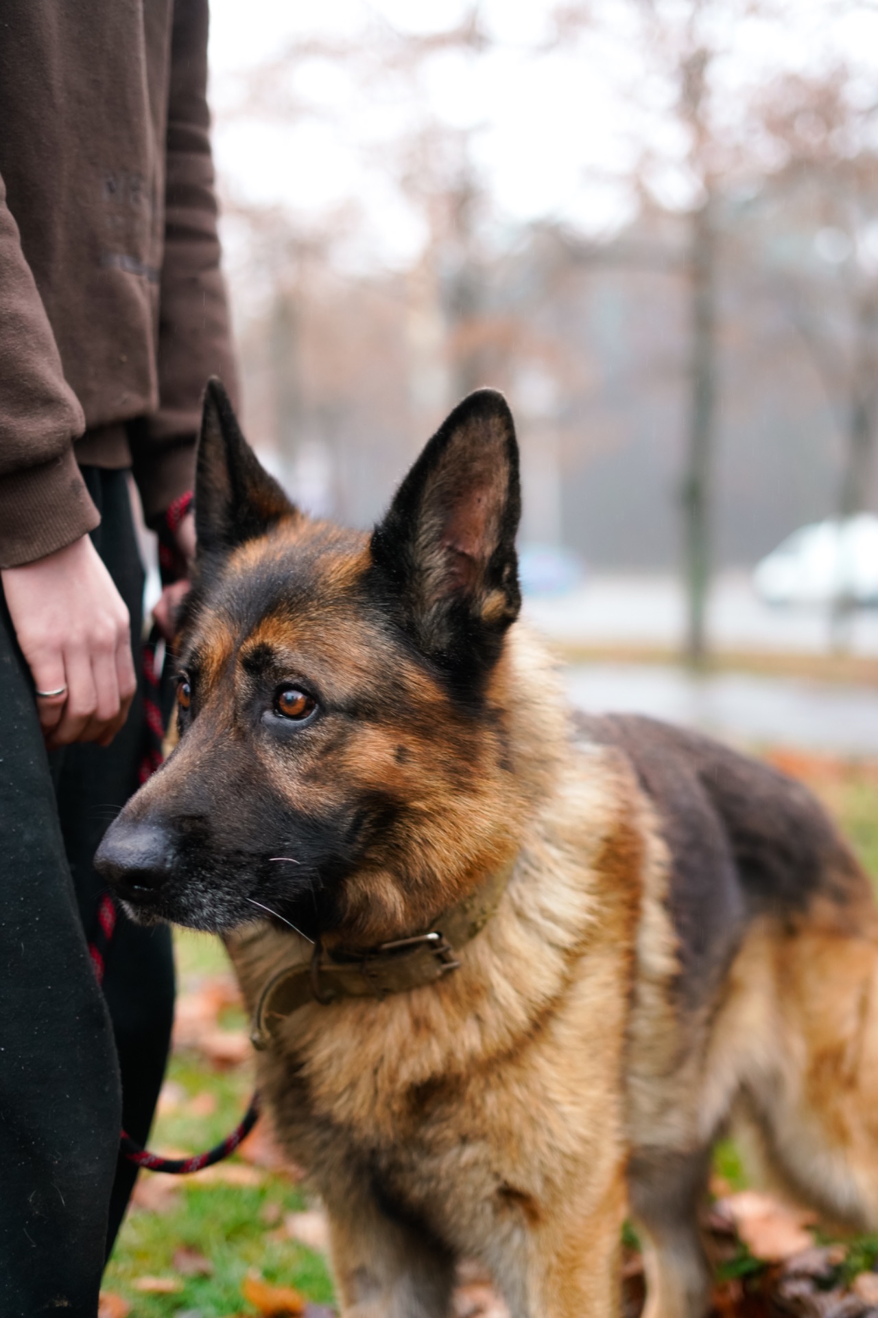 Вівчарик Арчі мріє про нову родину!