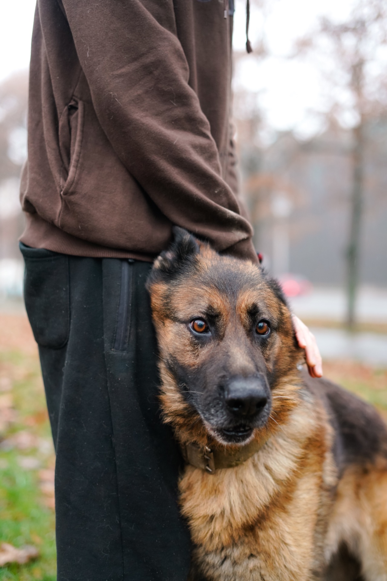 Вівчарик Арчі мріє про нову родину!