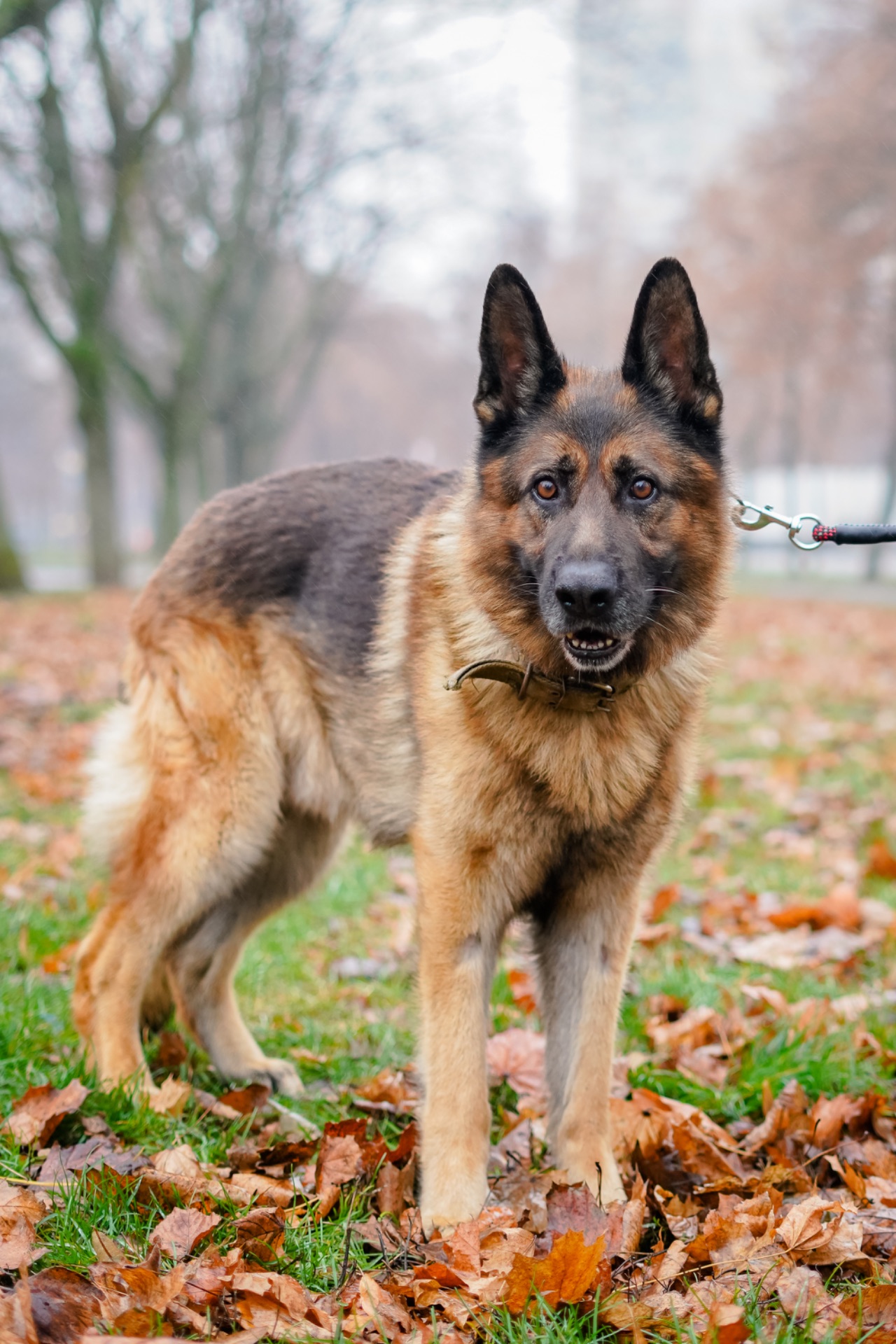 Вівчарик Арчі мріє про нову родину!