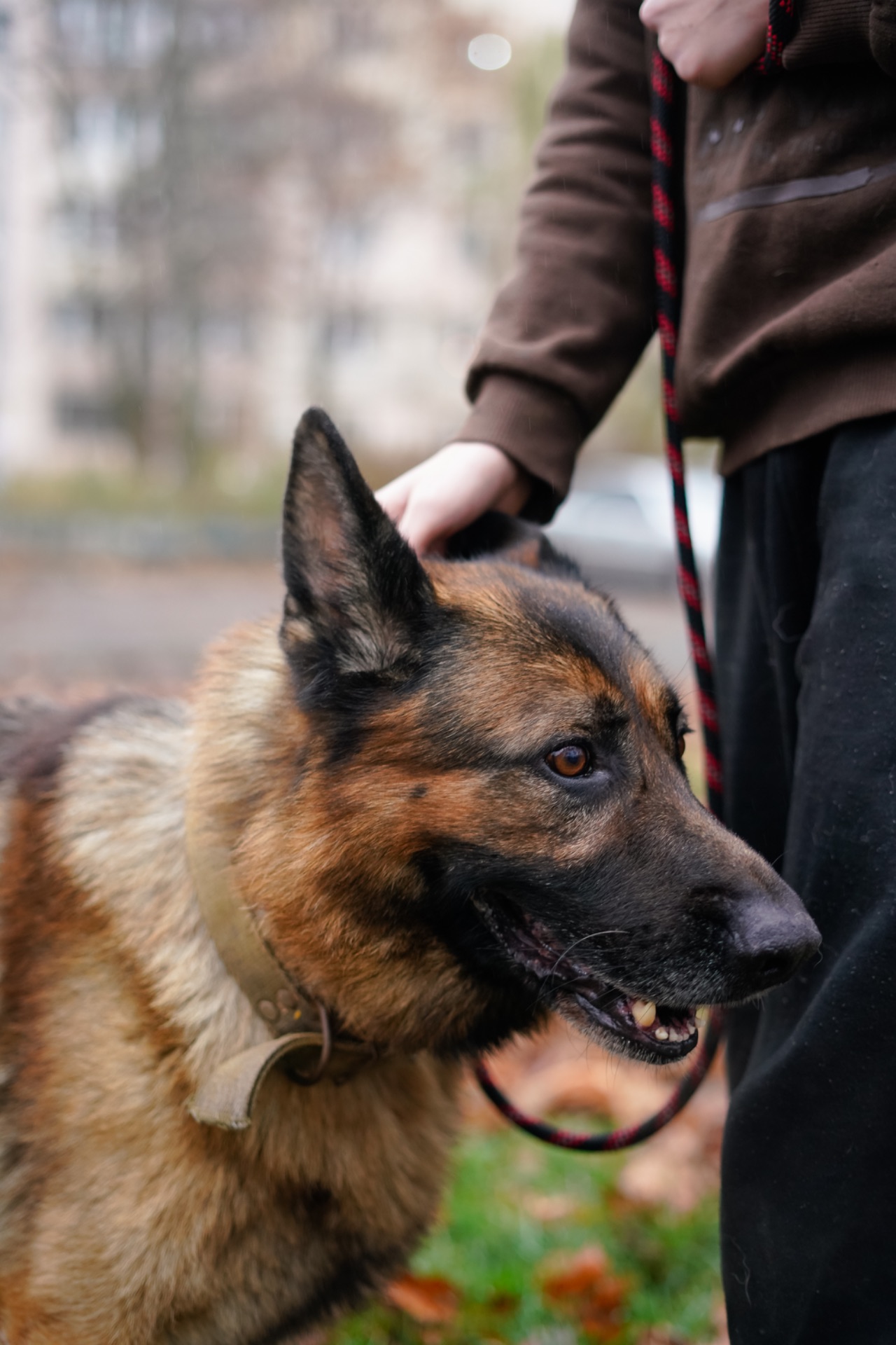 Вівчарик Арчі мріє про нову родину!