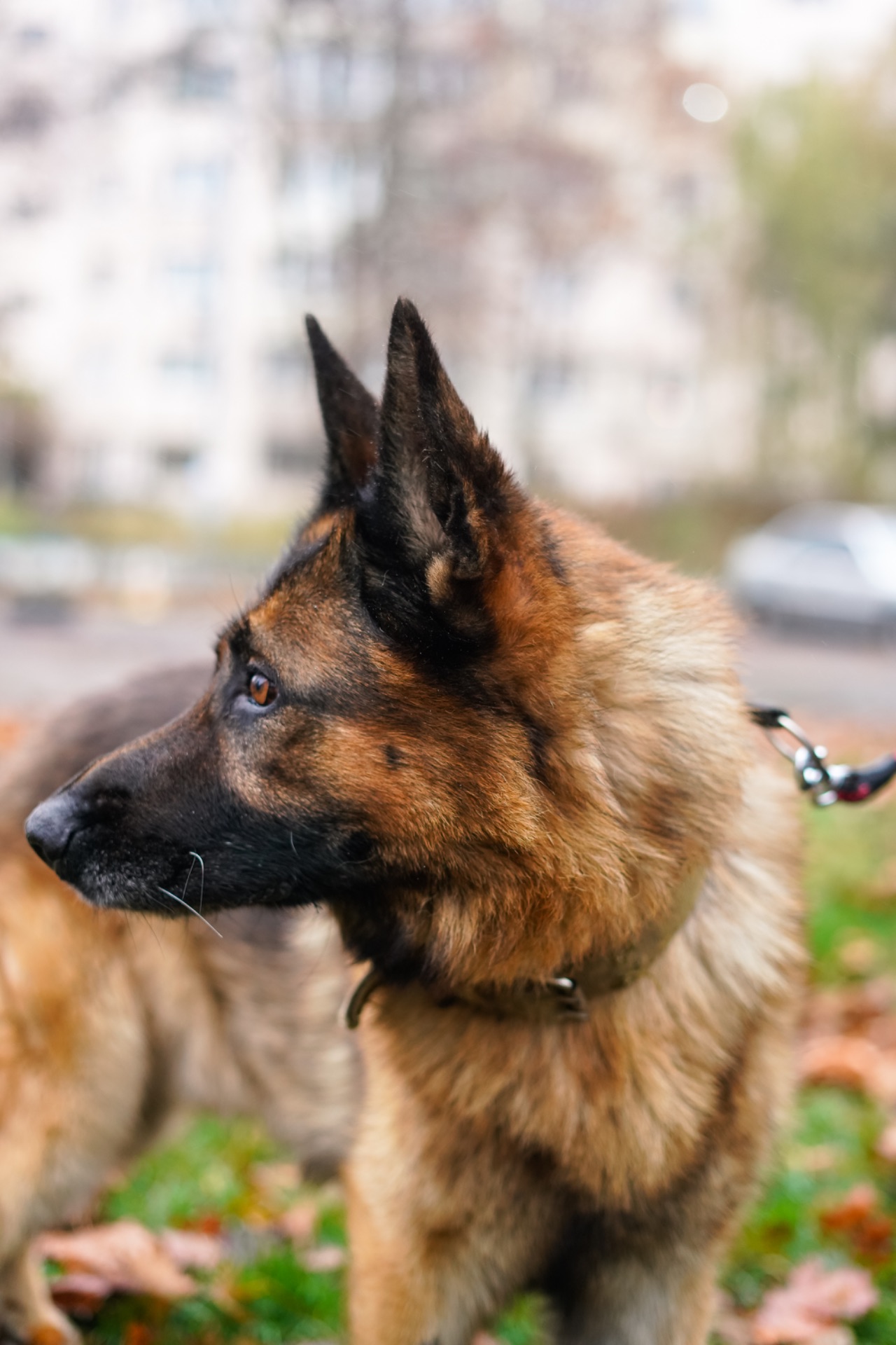 Вівчарик Арчі мріє про нову родину!