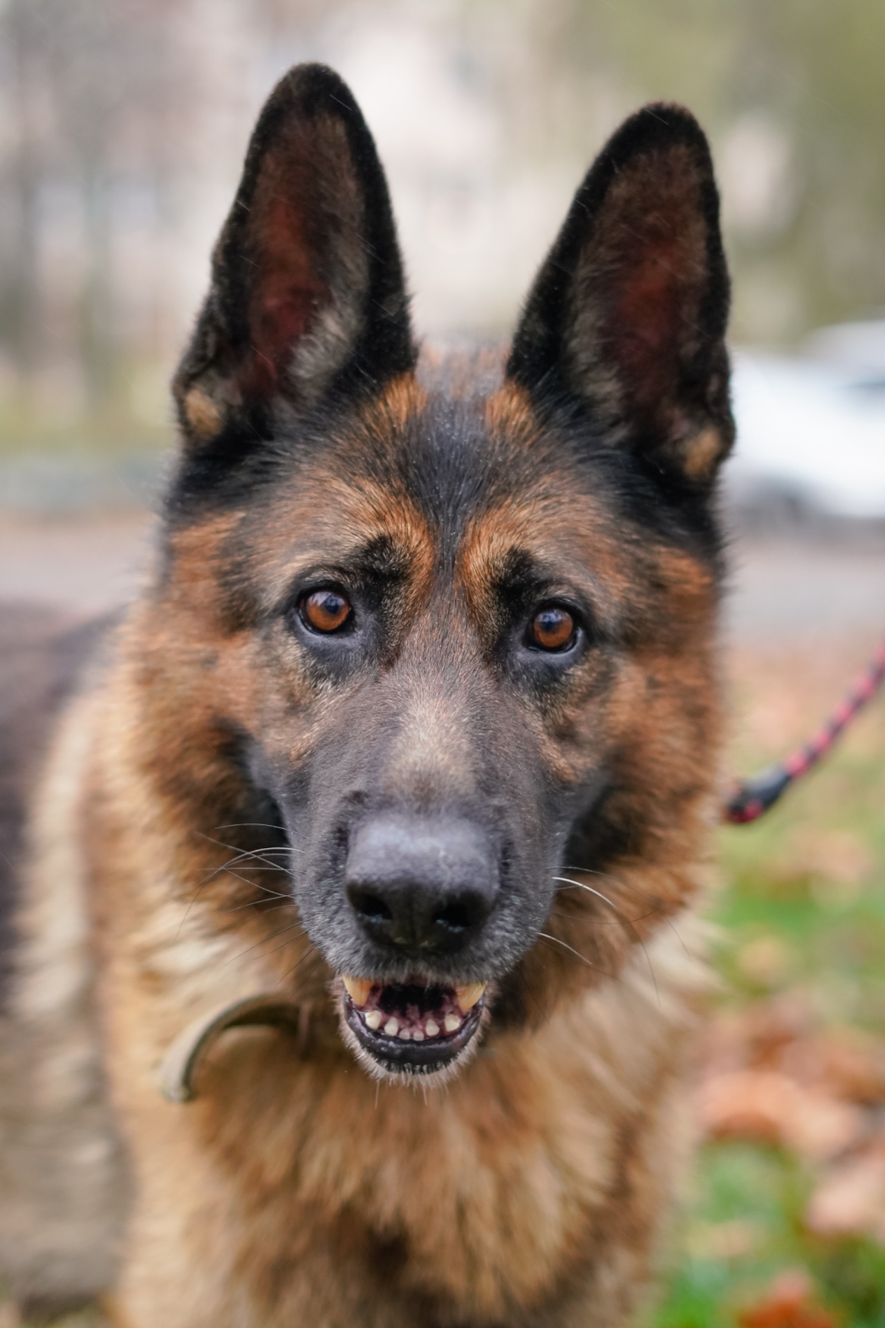 Вівчарик Арчі мріє про нову родину!