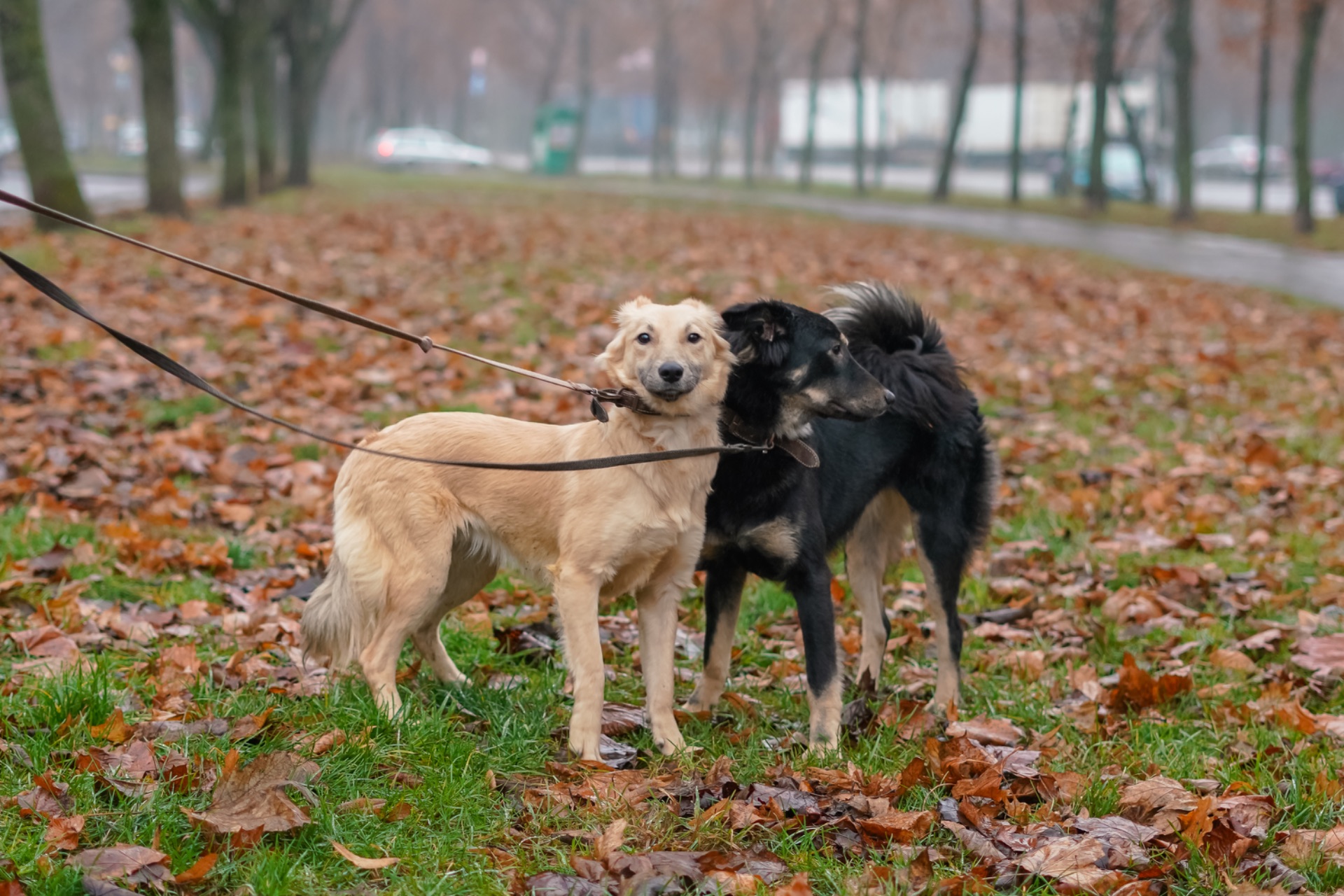 Сестрички Меггі та Верона мріють про родину!