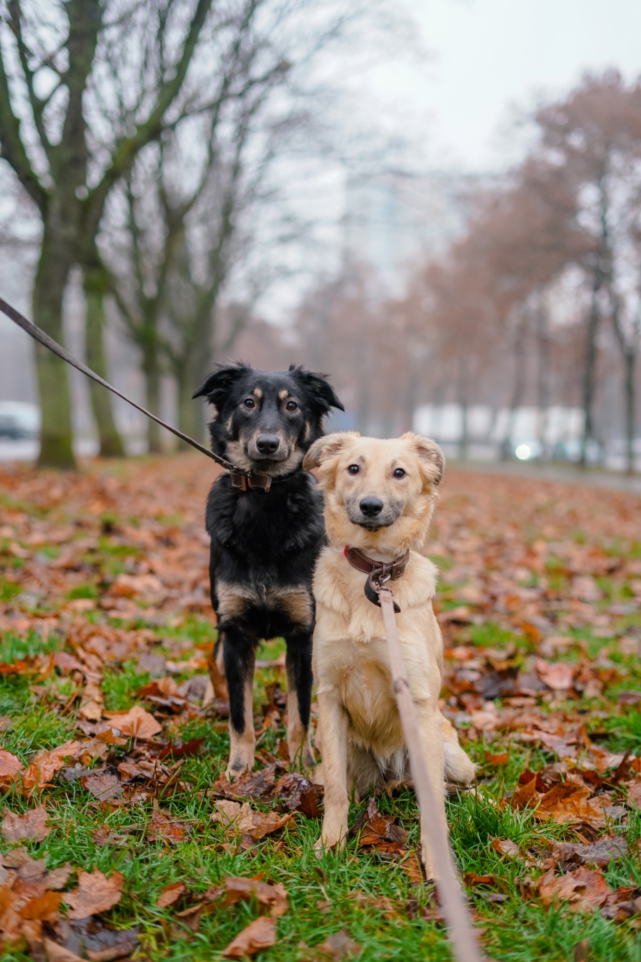 Сестрички Меггі та Верона мріють про родину!