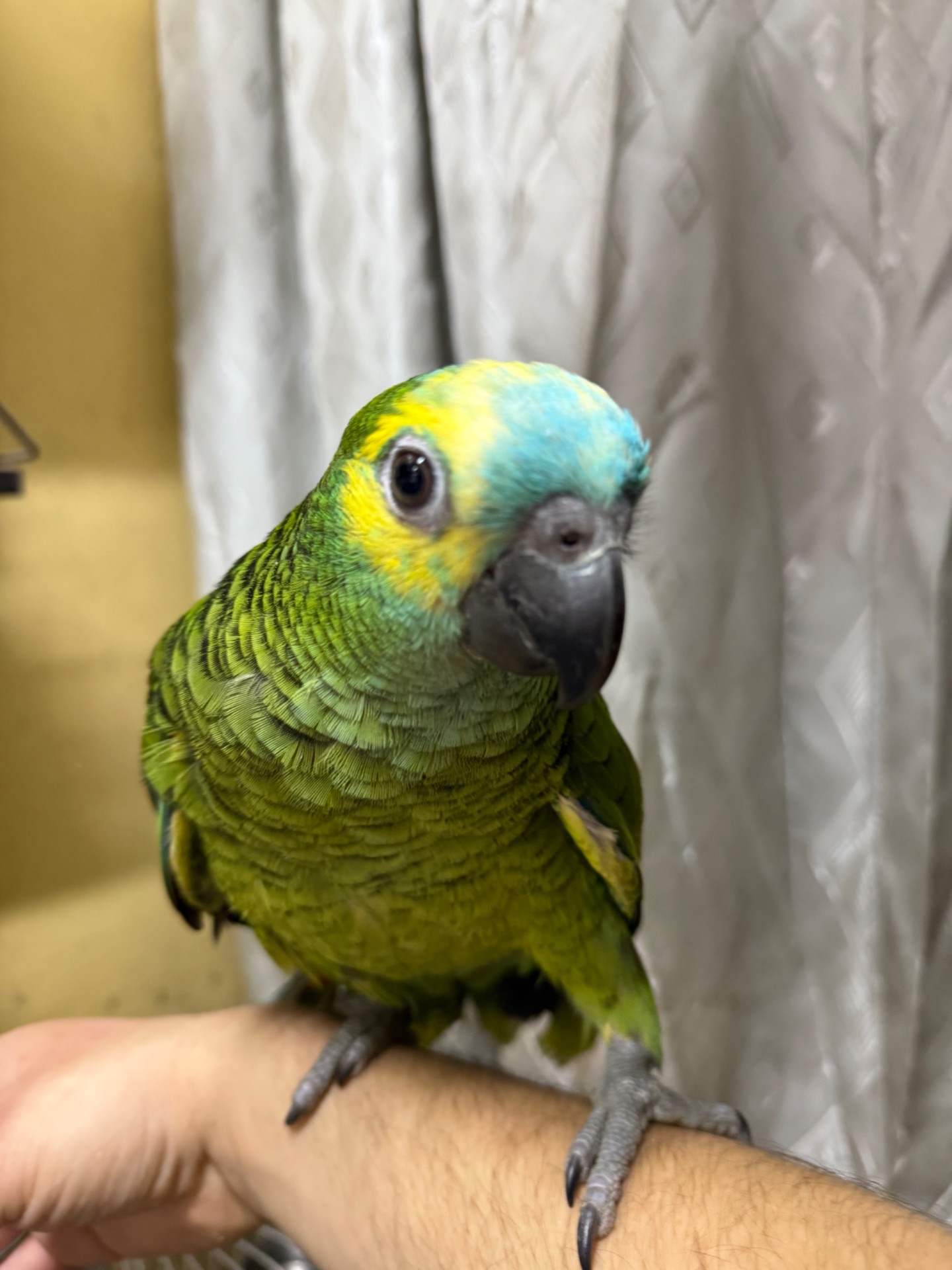 Говорящий та ручний папуга Амазон викормиш