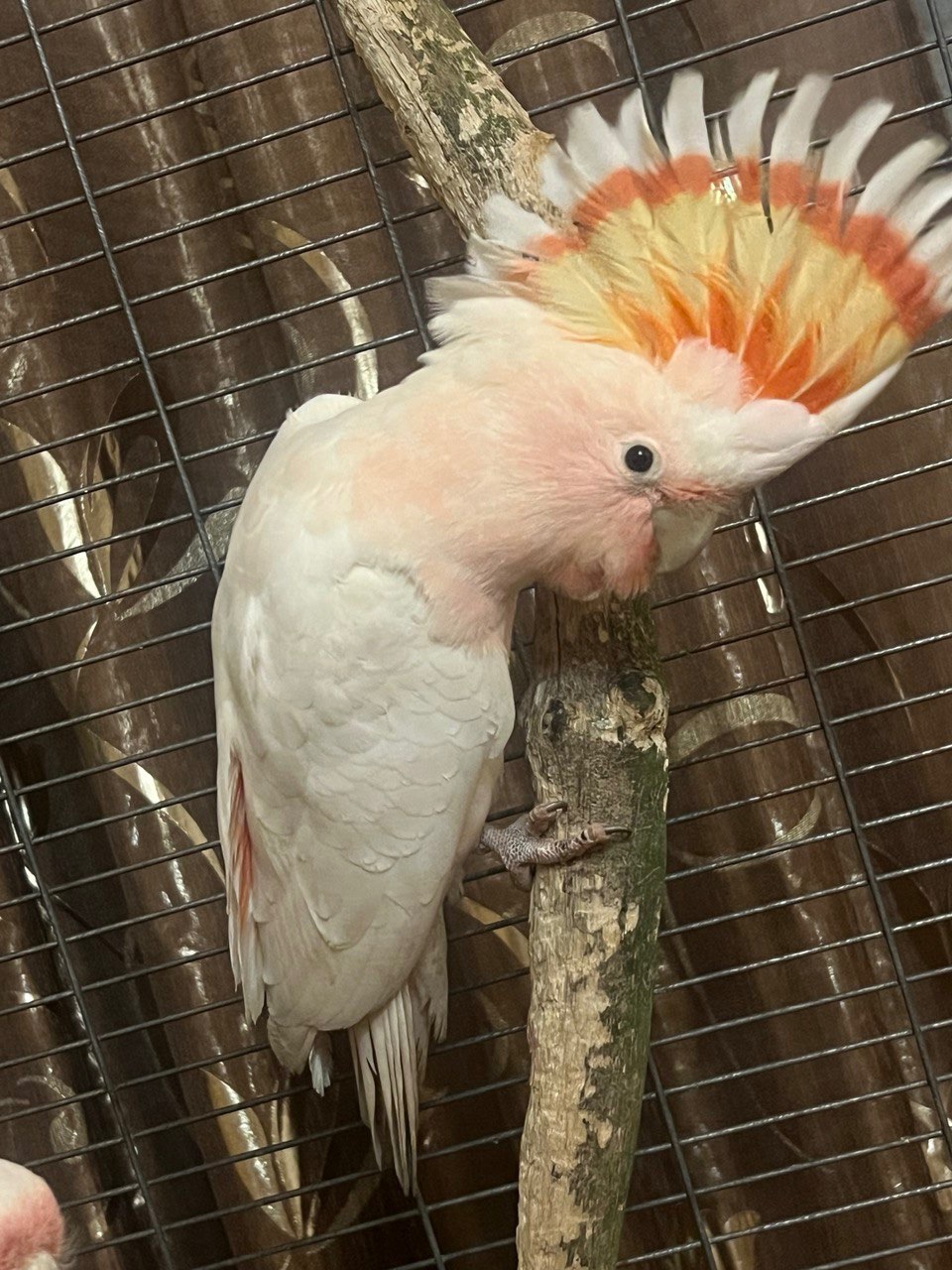 Какаду Інка ручні пташенята молоденькі