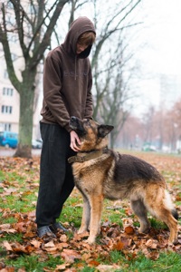 Вівчарик Арчі мріє про нову родину!