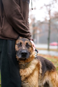 Вівчарик Арчі мріє про нову родину!