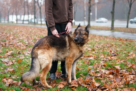 Вівчарик Арчі мріє про нову родину!