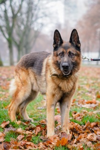 Вівчарик Арчі мріє про нову родину!