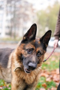 Вівчарик Арчі мріє про нову родину!