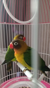 Неразлучник папуга масковий (Agapornis fischeri)