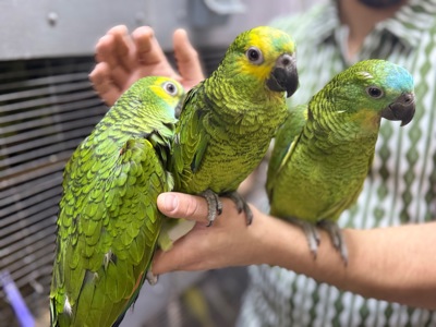 Папуга Амазон ручні пташенята викормиші