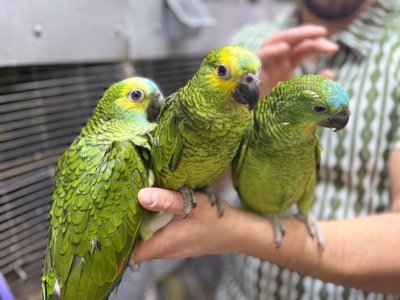 Папуга Амазон ручні пташенята викормиші