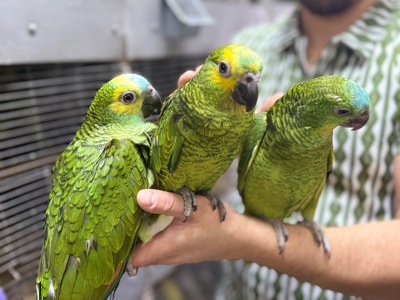 Папуга Амазон ручні пташенята викормиші