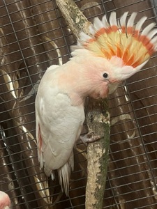 Какаду Інка ручні пташенята молоденькі