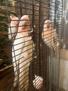 Какаду Інка ручні пташенята молоденькі