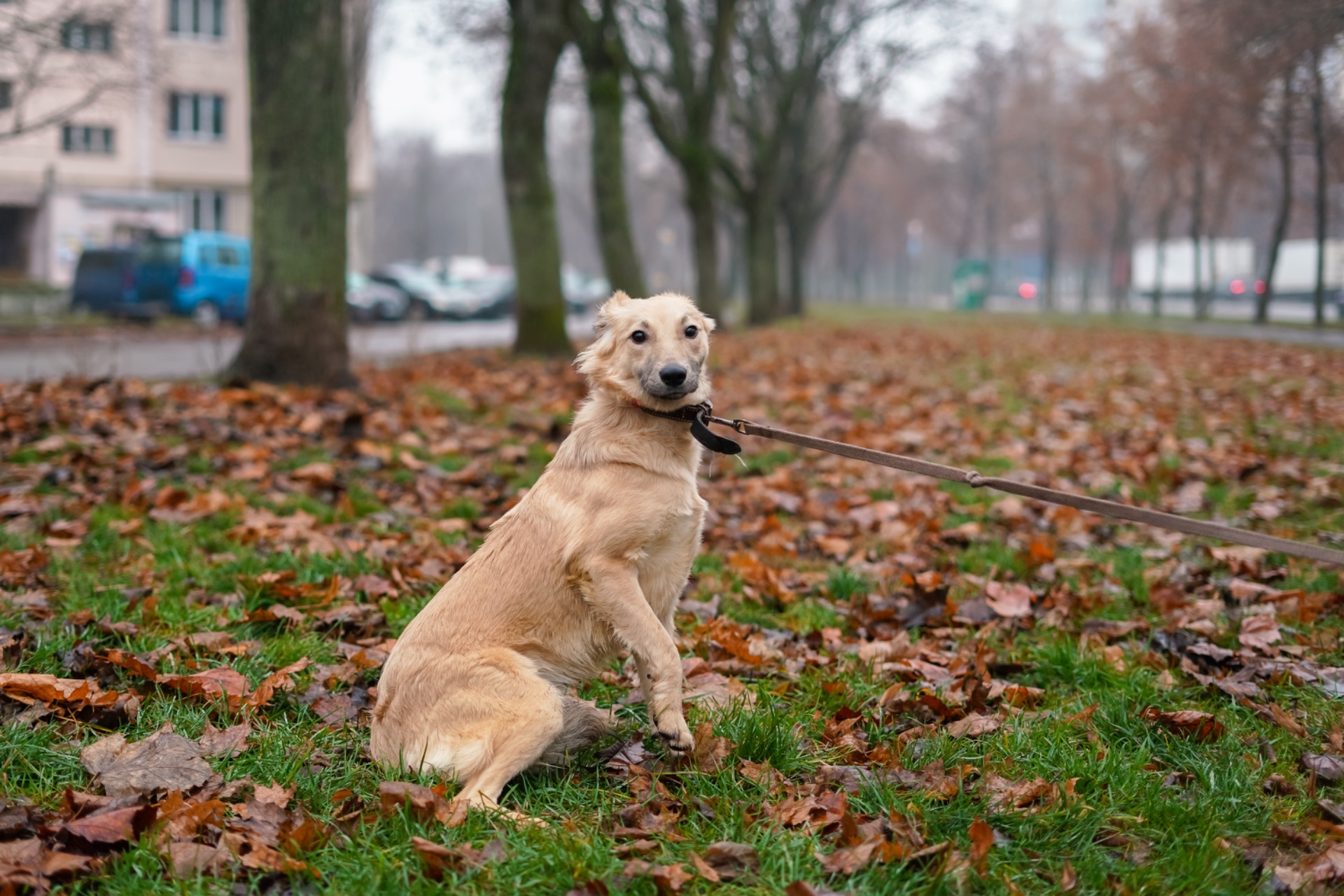 Цуценя-підліток Верона в добрі руки!