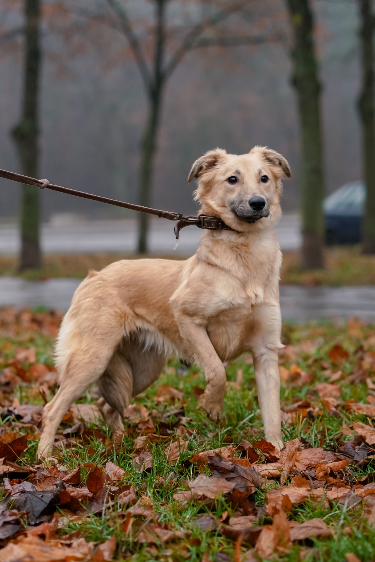 Цуценя-підліток Верона в добрі руки!