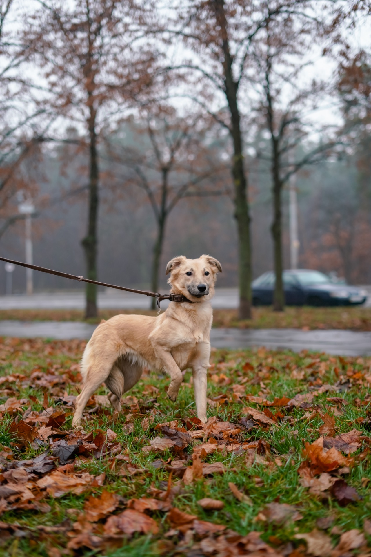 Цуценя-підліток Верона в добрі руки!