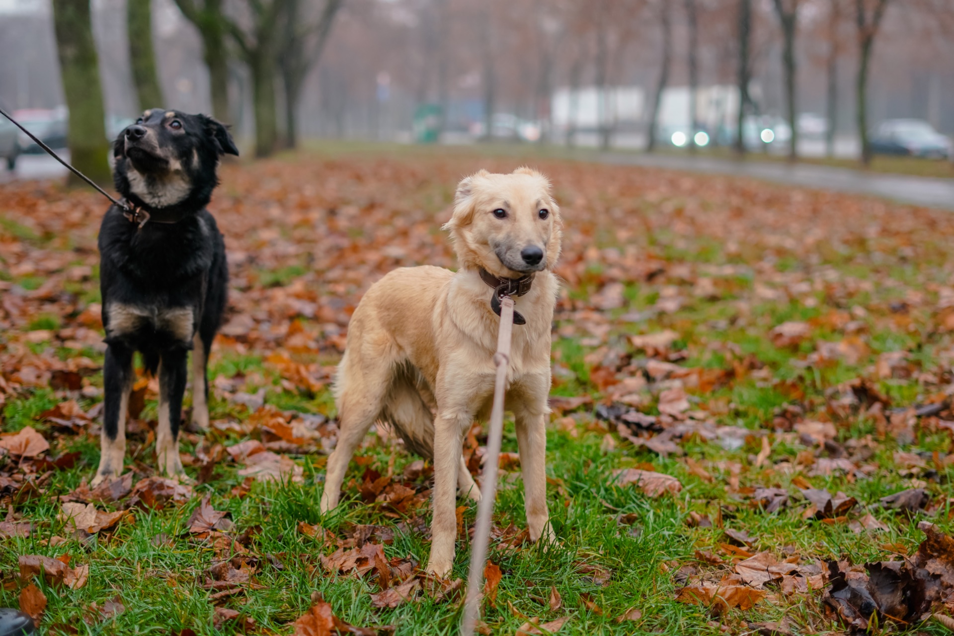 Цуценя-підліток Верона в добрі руки!