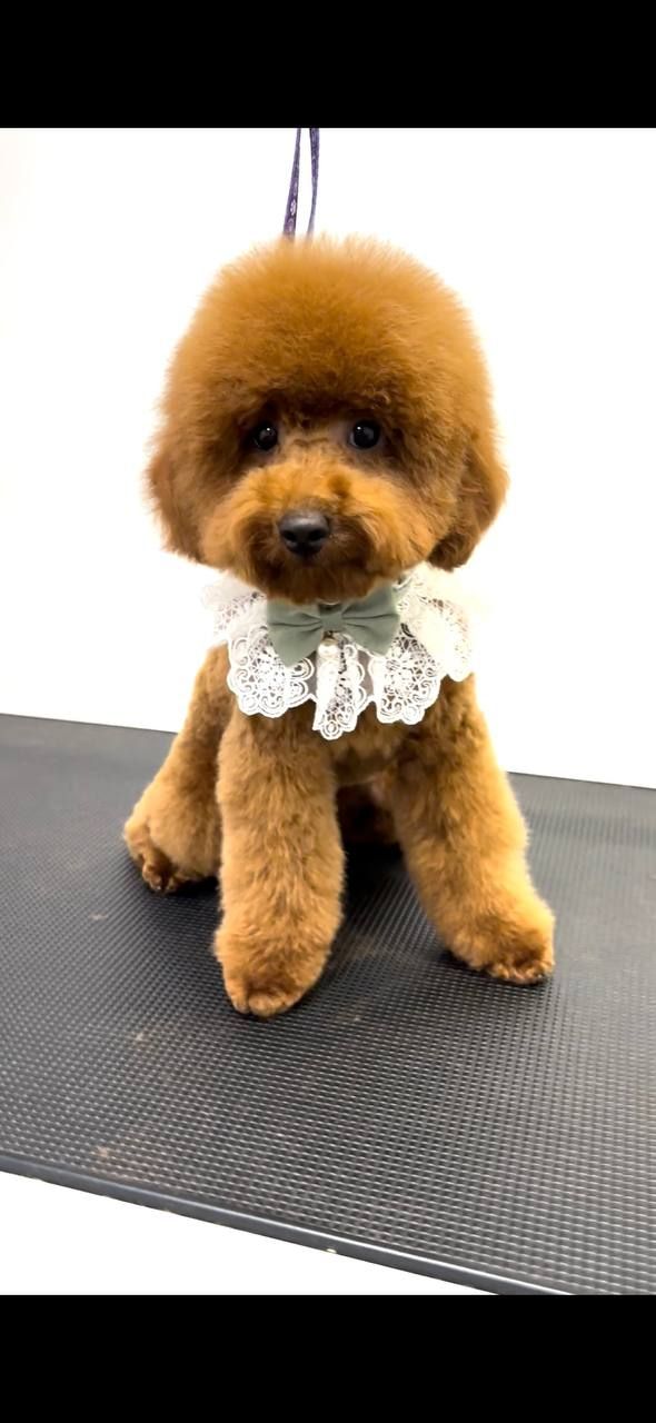 Пудель хлопчик документи КСУ