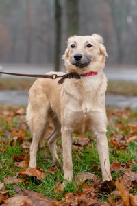 Цуценя-підліток Верона в добрі руки!