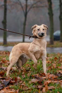 Цуценя-підліток Верона в добрі руки!