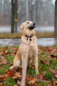 Цуценя-підліток Верона в добрі руки!