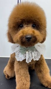 Пудель хлопчик документи КСУ