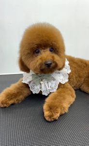 Пудель хлопчик документи КСУ