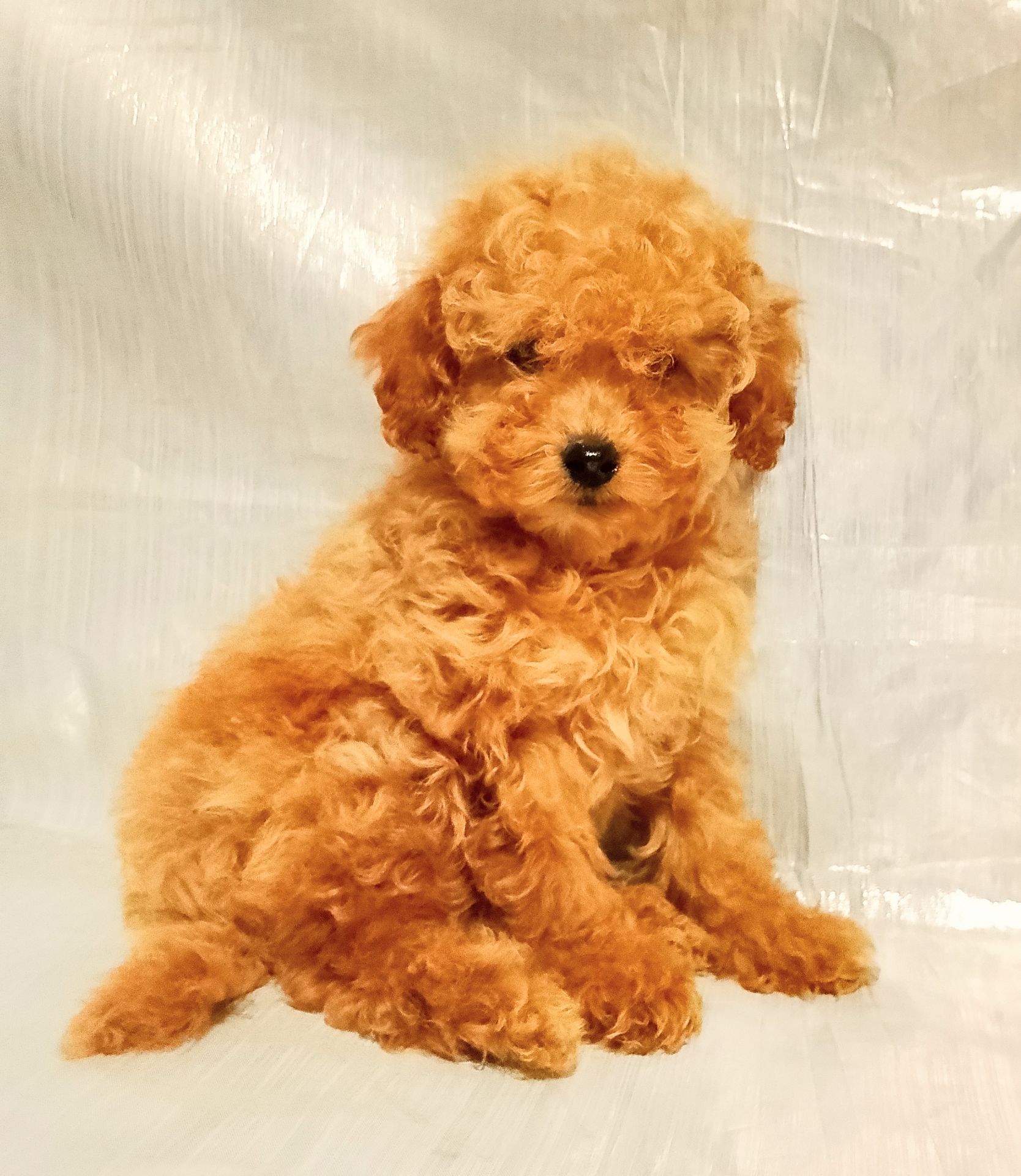 Той пудель девочки